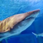 Francesa muere en la isla de San Martín por el ataque de un tiburón caribe