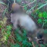 Hallan cuerpo de mujer entre pastizales en Argentina argentina, mujer, hallazgo, policia,