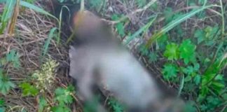 argentina, mujer, hallazgo, policia,