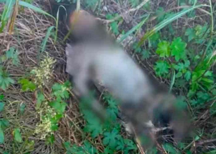 argentina, mujer, hallazgo, policia,