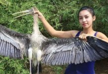 Mujer se dedicó a comer animales en riesgo de extinción para ser famosa camboya