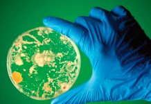 Científicos desarrollan tecnología para detectar bacterias en minutos cientificos