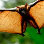 Impactantes fotos de un murciélago «de tamaño humano» en Filipinas filipinas