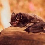 Descubren virus que coincide con el COVID-19 en excrementos de murciélagos ciencia