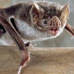 Científicos revelan trucos del «vampiro» para alimentarse de sangre murcielagos