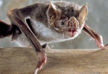 Científicos revelan trucos del «vampiro» para alimentarse de sangre murcielagos