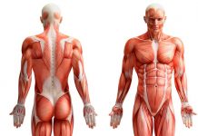 Insólito: Conocé el nuevo órgano encontrado en el cuerpo humano nuevo organo