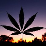 Estos son los músicos que también son empresarios de marihuana tendencia