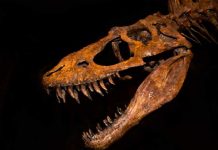 ¿Quieres saber cómo se extinguieron los dinosaurios? quieres saber
