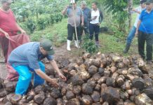 Productores de Nueva Guinea reciben cormos nicaragua