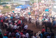 Población disfrutó de espectacular desfile hípico en Nueva Guinea hipica