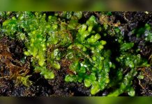 Radula, es la planta latinoamericana que puede ser la marihuana del futuro estados unidos