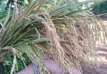 Productores con buenos resultados en cultivo de arroz en Nueva Guinea nicaragua