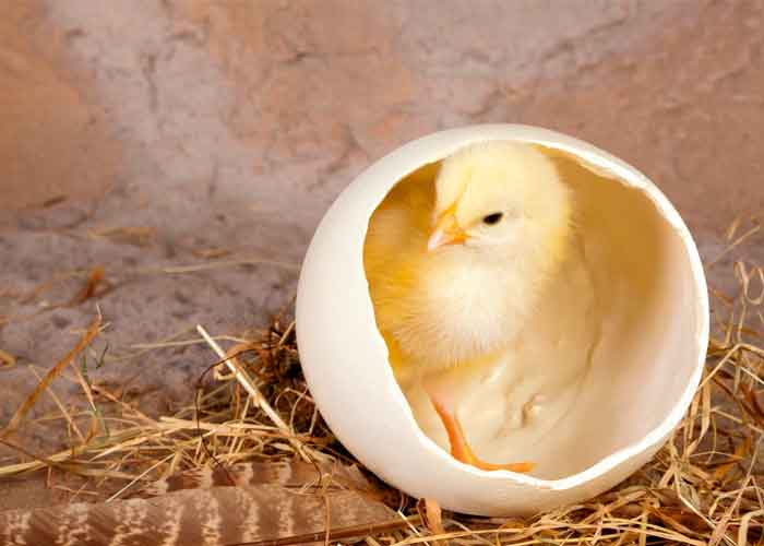 nacimiento-pollito tailandia