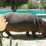 Buscan a hombre que le propinó una nalgada a un hipopótamo estados unidos