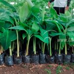 Nandaime: Productores podrán mejorar sus huertos con vitro plantas de plátanos nicaragua