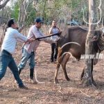 Nandaime: Productores reciben bono de plantas alimenticias para el ganado nicaragua