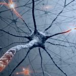 flexibilidad del cerebro