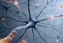 Neuronas del cerebro pueden ser entrenadas para diversas funciones flexibilidad del cerebro