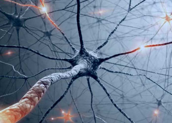 flexibilidad del cerebro