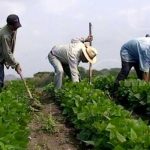 Evalúan en Nicaragua impacto de los huracanes en la producción agrícola nicaragua