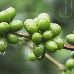 Fortalecen capacidades de cooperativas de café en San Juan de Río Coco nicaragua