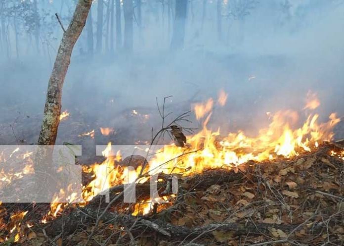 nicaragua, incendio, esteli, prevencion, forestal,