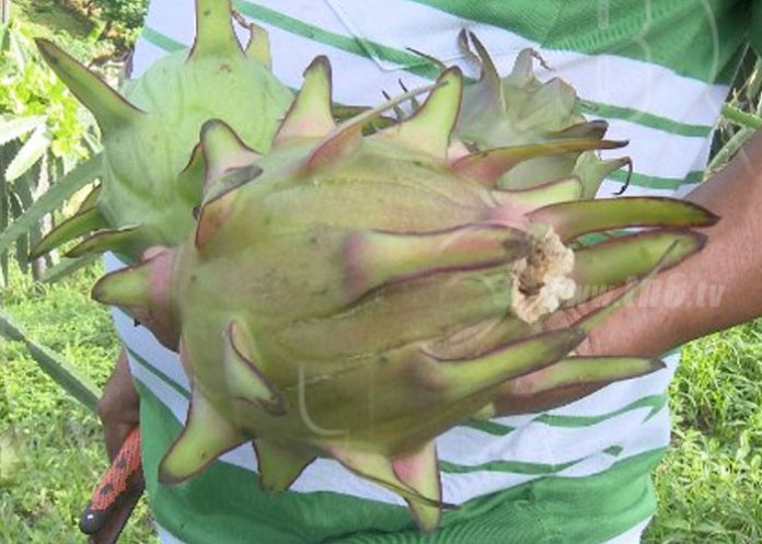 nicaragua-pitahaya-2 nicaragua