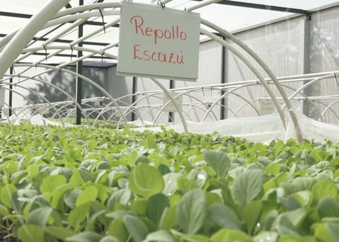 nicaragua-produccion-hortalizas-1 nicaragua