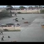 Captan en video a jauría de perros atacando a un hombre para matarlo en México mexico