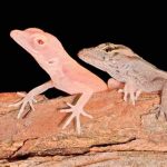 Lagartijas albinas son el resultado de la primera modificación genética crispr-cas9