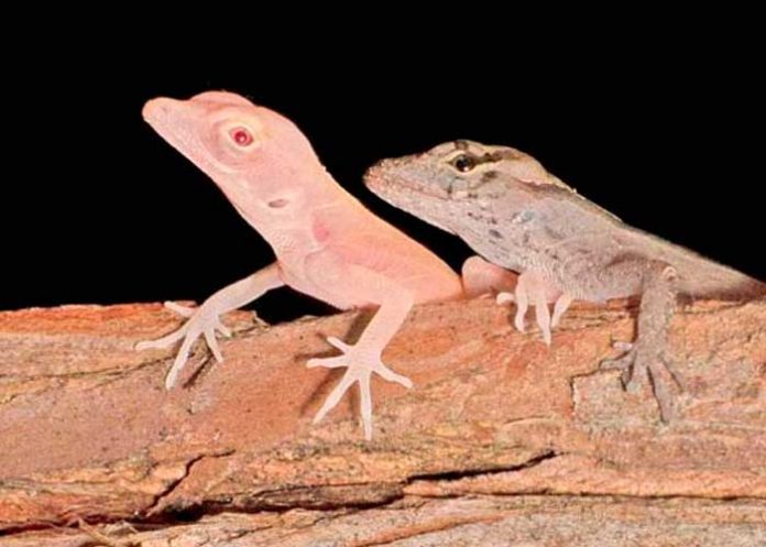 nota-1-portada_RDdRiZs crispr-cas9