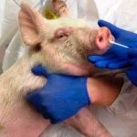 Científicos chinos alertan de gripe porcina que podría trasmitirse a humanos caracteristicas