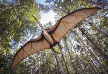 Descubren en Australia los restos de un reptil prehistórico volador descubrimiento