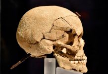 Hallan restos de un guerrero de hace 1.500 años con agujeros en el cráneo cirugia