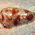 Descubren posibles beneficios en el veneno de los conos marinos conos marinos