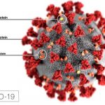 Mutación del coronavirus multiplica sus espigas y lo hace más infeccioso estudio