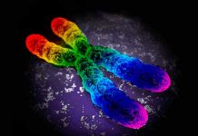 Importante estudio de ADN afirma que no existe un gen gay