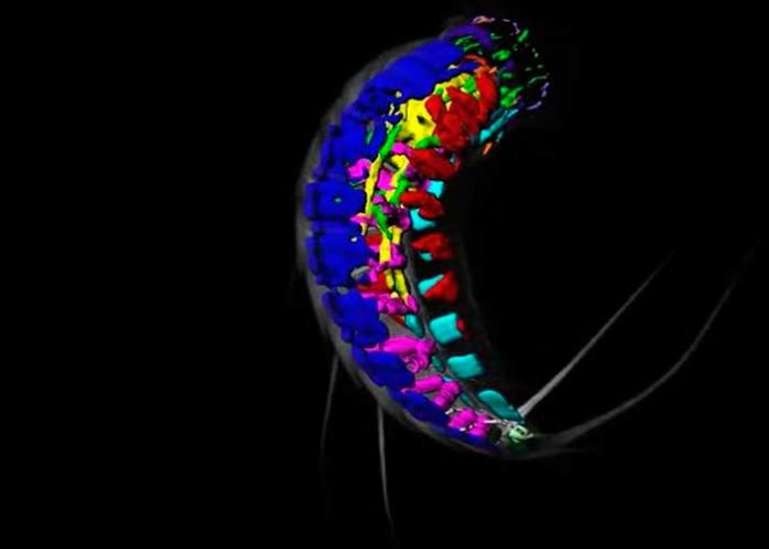 nota-10.3_YBmEVi6 oceano