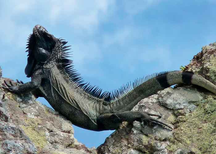 nota-10_SlWLy8N nuevas especies