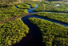 Ecosistemas como el Amazonas pueden sufrir un colapso en pocas décadas investigadores