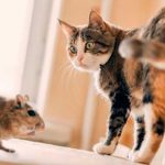 Los gatos tienen un parásito que reduce el miedo y la ansiedad en ratones enfermedad