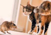 Los gatos tienen un parásito que reduce el miedo y la ansiedad en ratones enfermedad