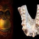 Un diente revela la historia del simio más grande que jamás haya existido moleculas