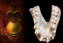 Un diente revela la historia del simio más grande que jamás haya existido moleculas