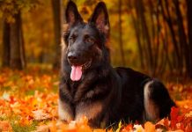 Perro destroza la cara de su dueña durante una sesión de fotos laru sanson
