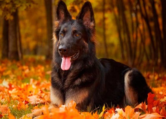 nota-11.5 laru sanson