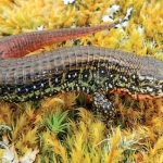 Científicos descubren nuevo género de lagartos en Perú regiones andinas