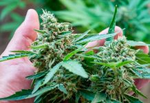 ¿Conoces los beneficios y riesgos del uso de la Marihuana? dia mundial