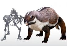 esqueleto
